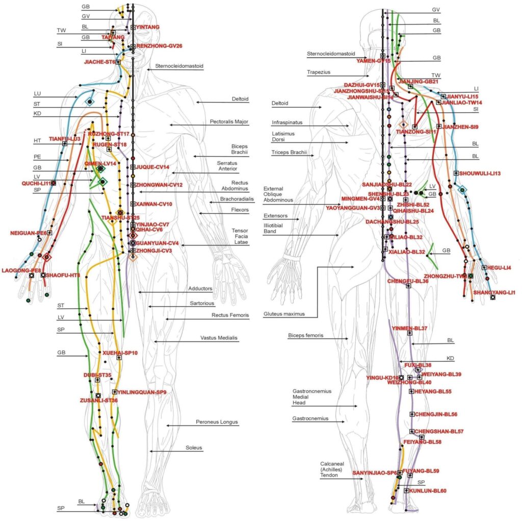 Chinese body meridians